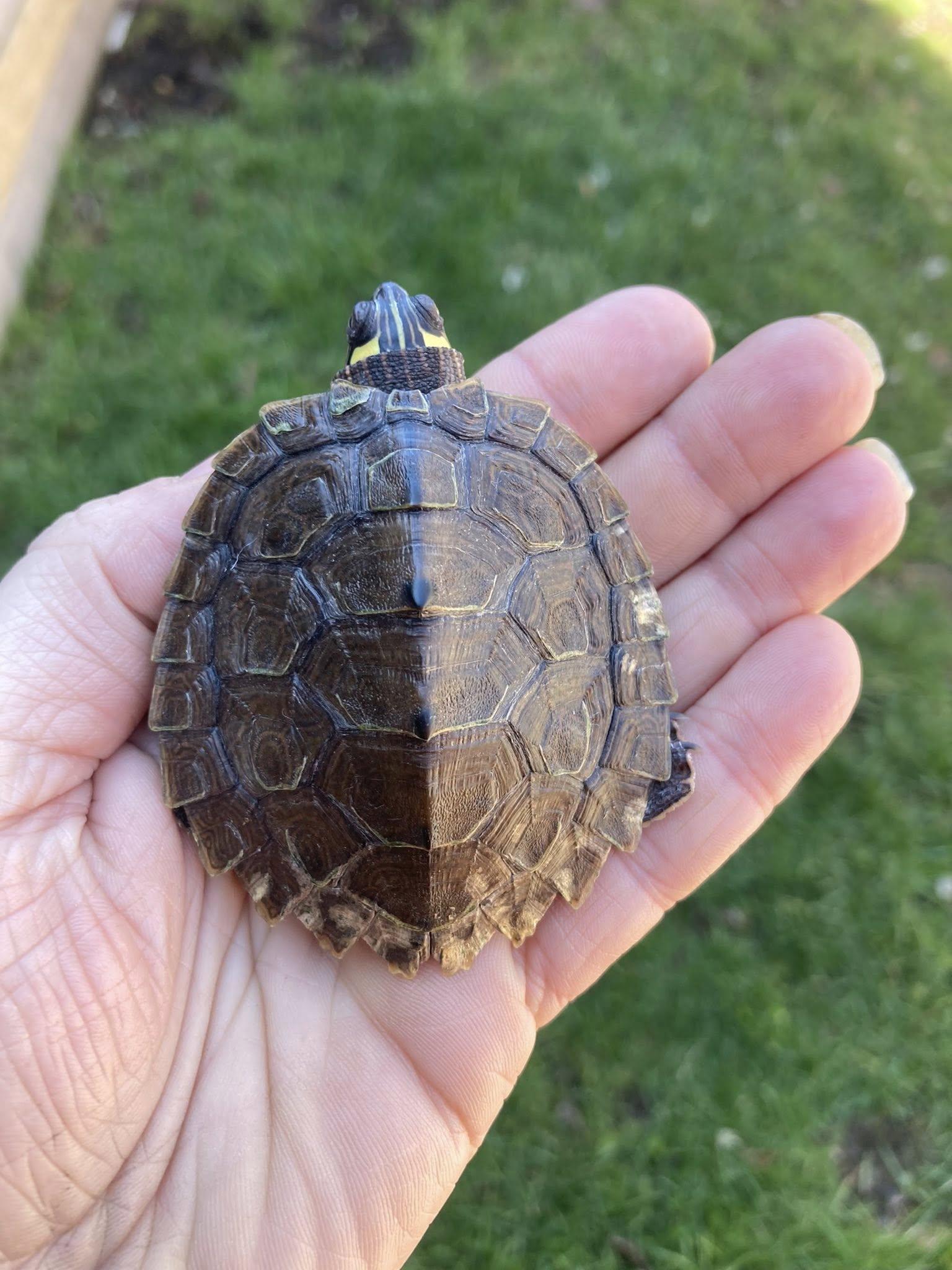 Enlarge Map Turtle, an adopted Turtle in Palmerton, PA image 3/3