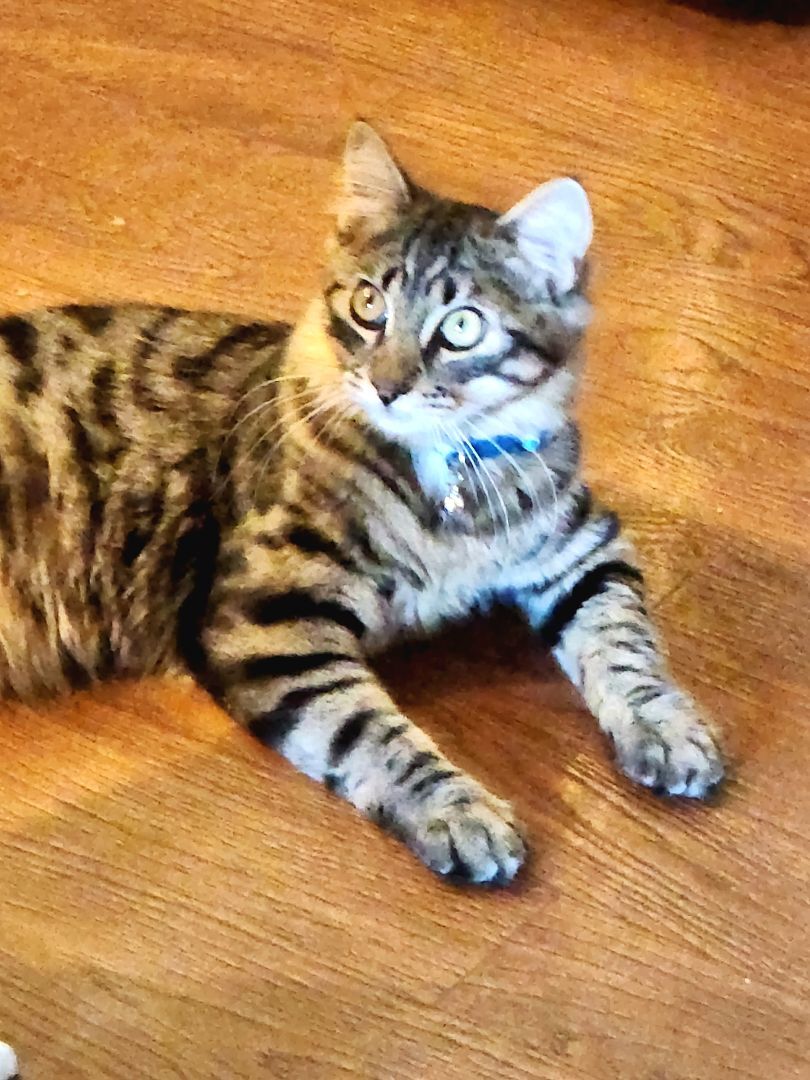 Dalton, a Adoptable mixed breed in Monrovia, CA image 4/6