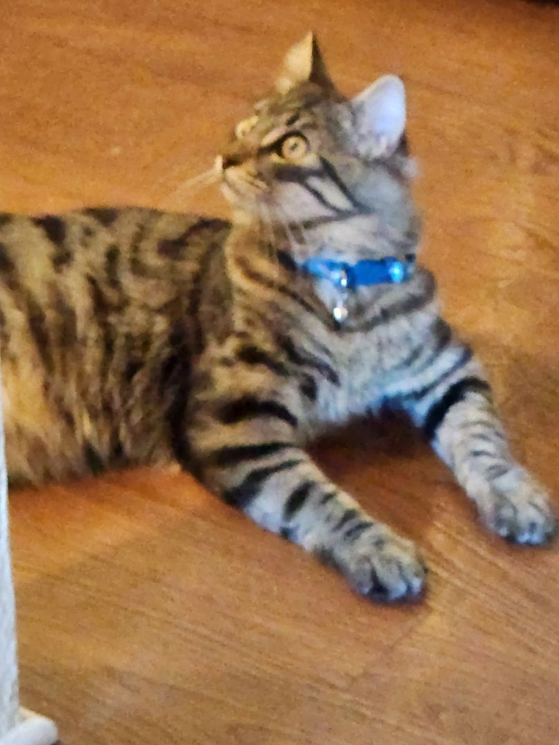 Dalton, a Adoptable mixed breed in Monrovia, CA image 5/6