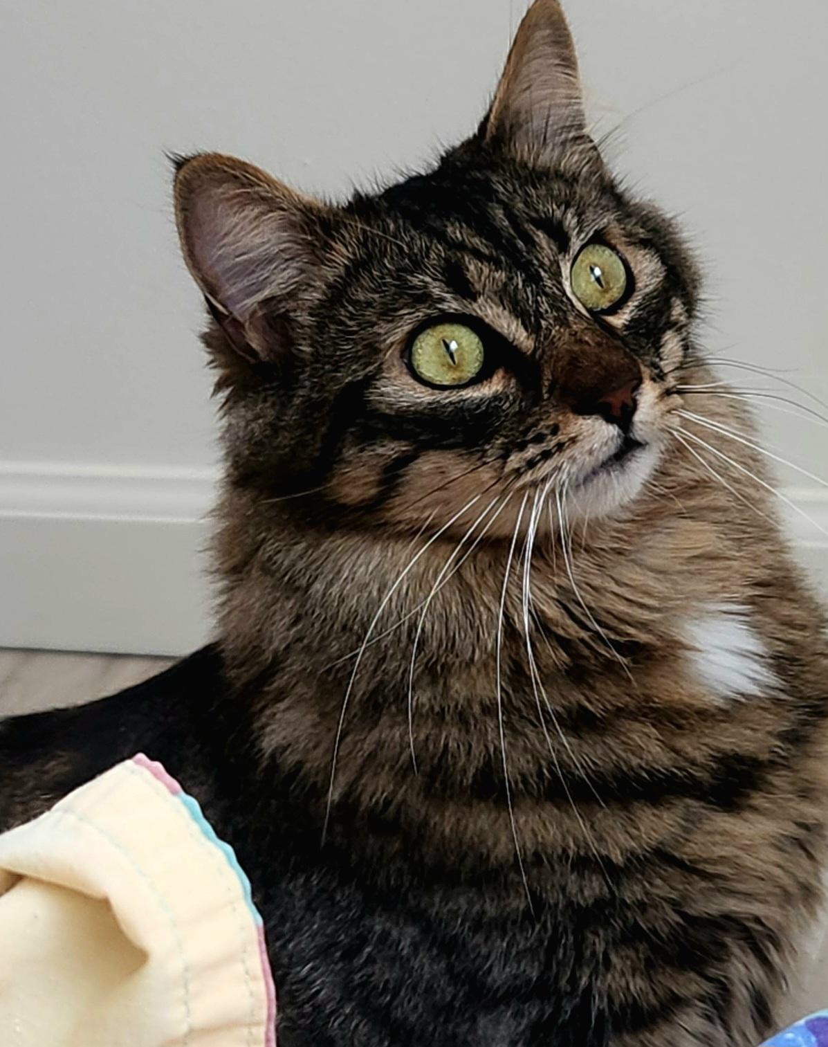 Dalton, a Adoptable mixed breed in Monrovia, CA image 3/6