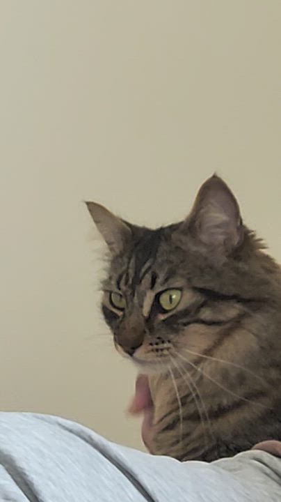 Enlarge Dalton, a Adoptable mixed breed in Monrovia, CA video 6/6