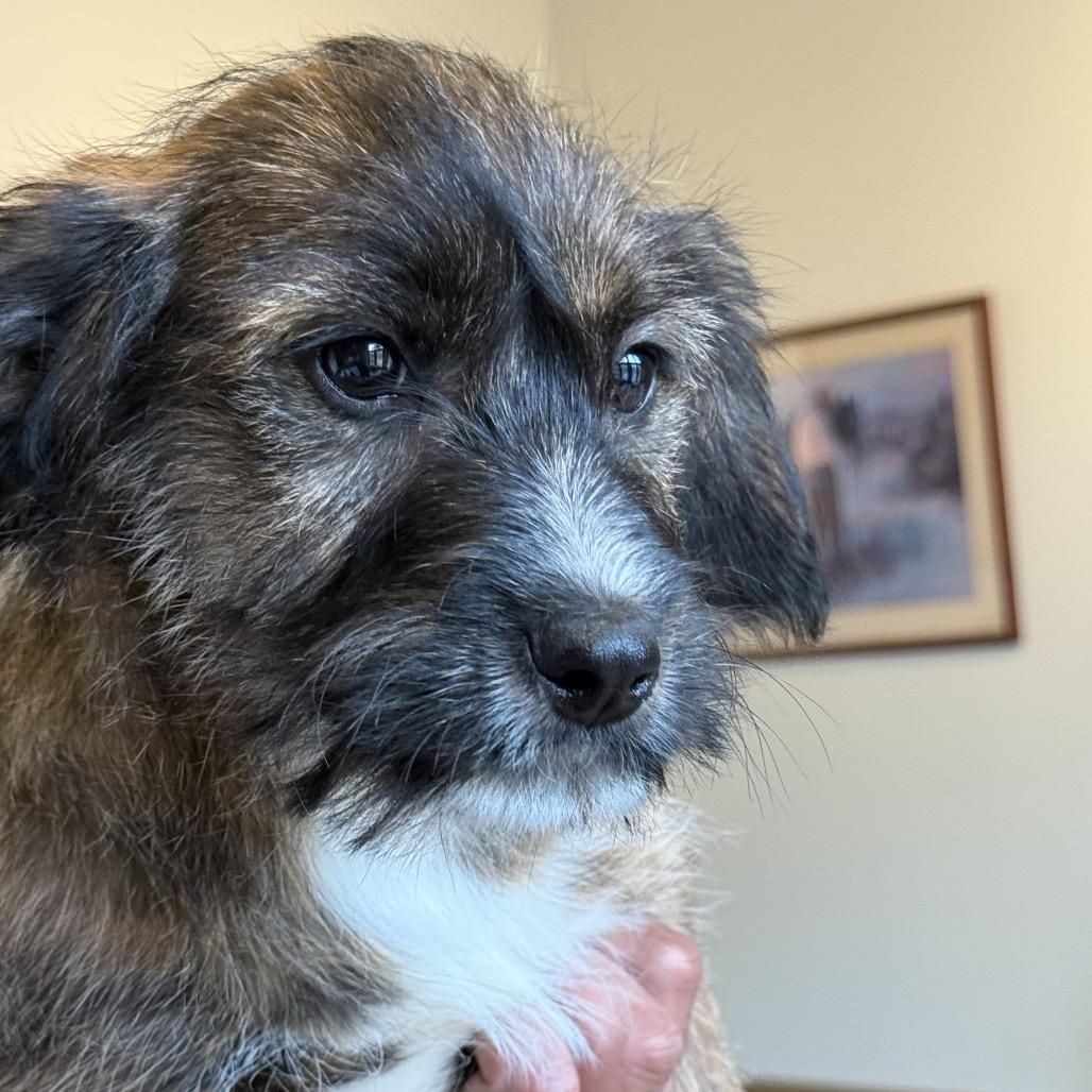 Brady Bunch Pup: Peter