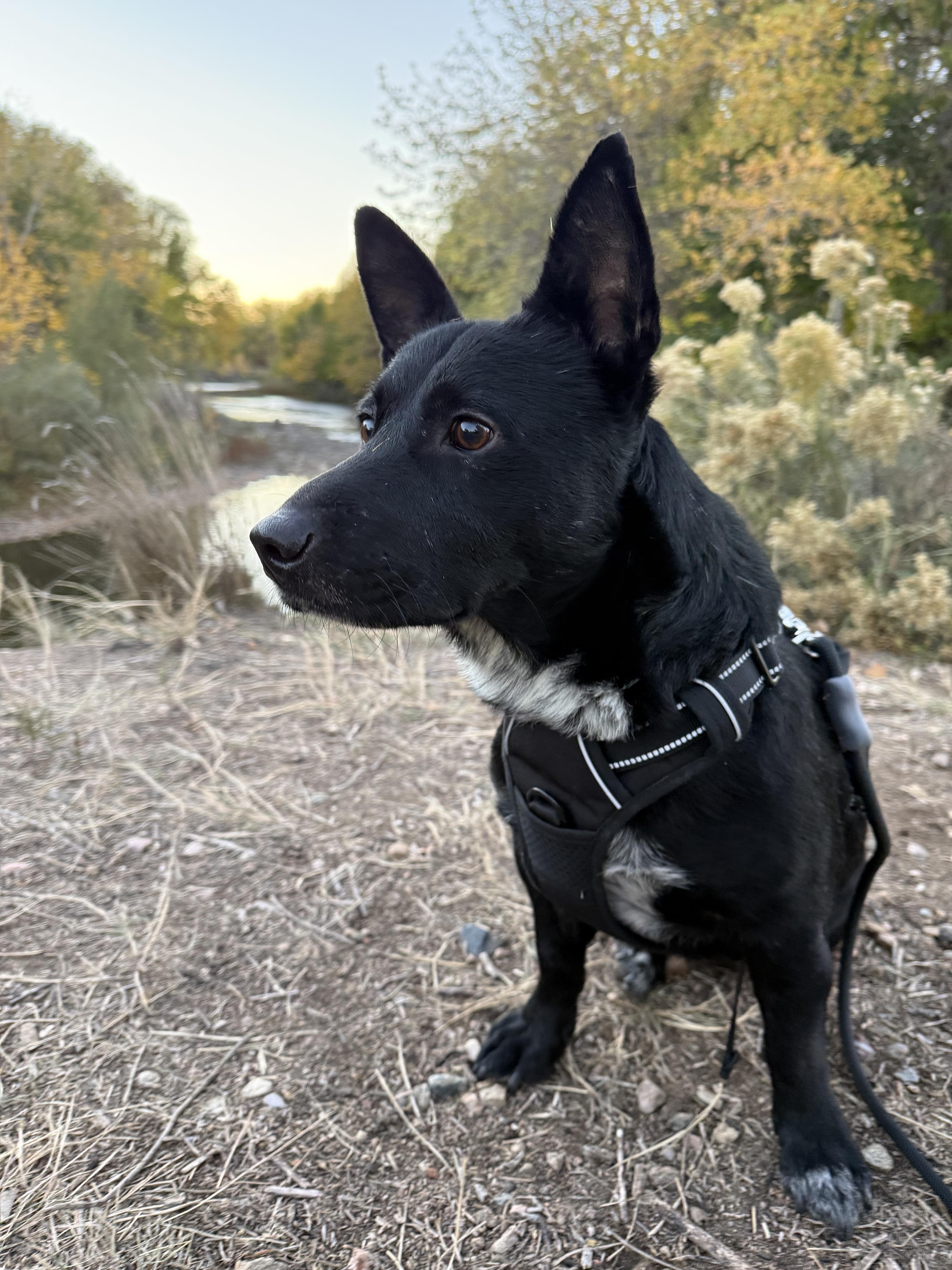 Enlarge Frank, a Adoptable mixed breed in Fort Collins, CO image 5/5