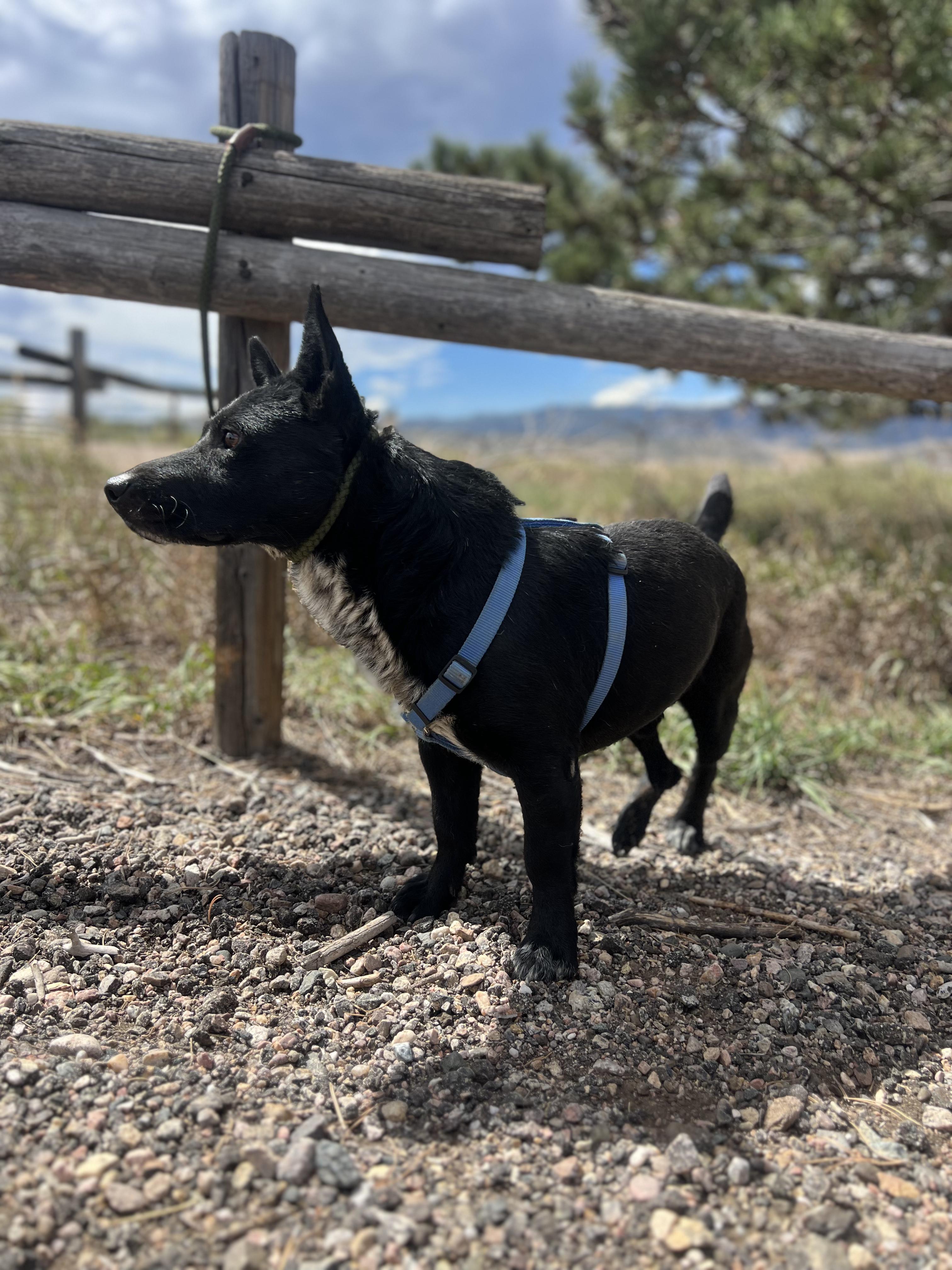Enlarge Frank, a Adoptable mixed breed in Fort Collins, CO image 3/5