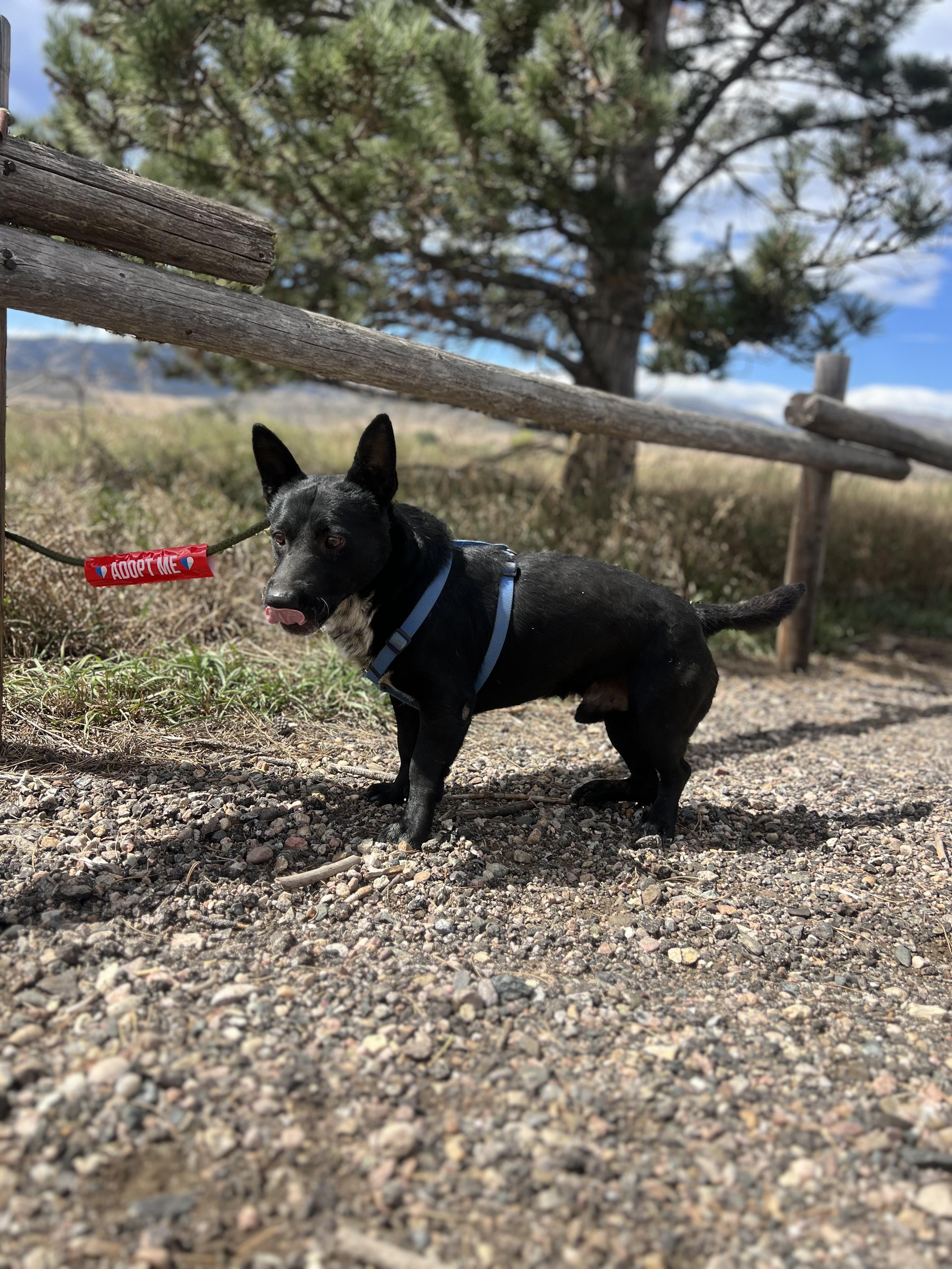 Enlarge Frank, a Adoptable mixed breed in Fort Collins, CO image 2/5
