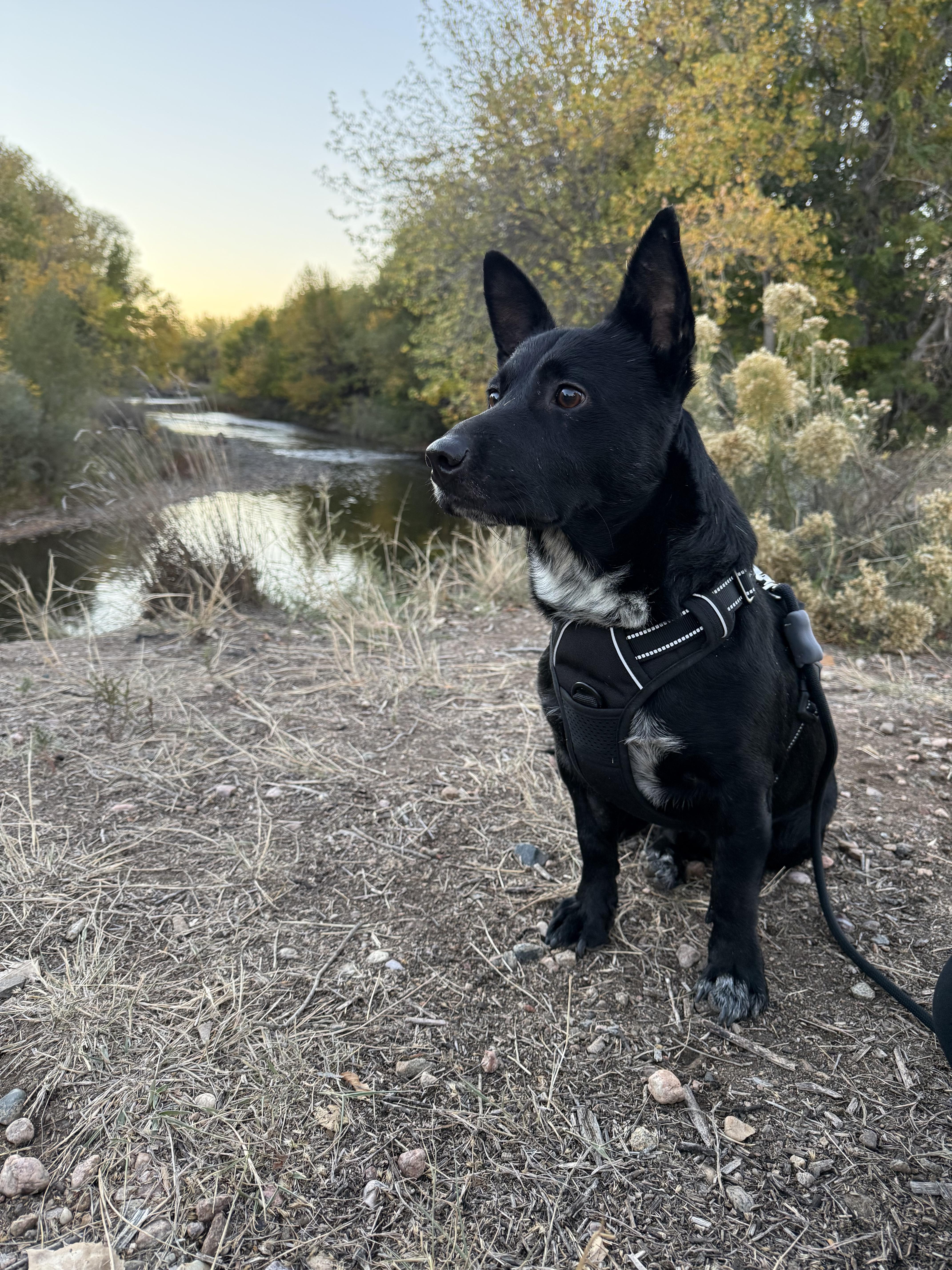 Frank, Adoptable, Adult Male Corgi & Australian Cattle Dog / Blue Heeler.