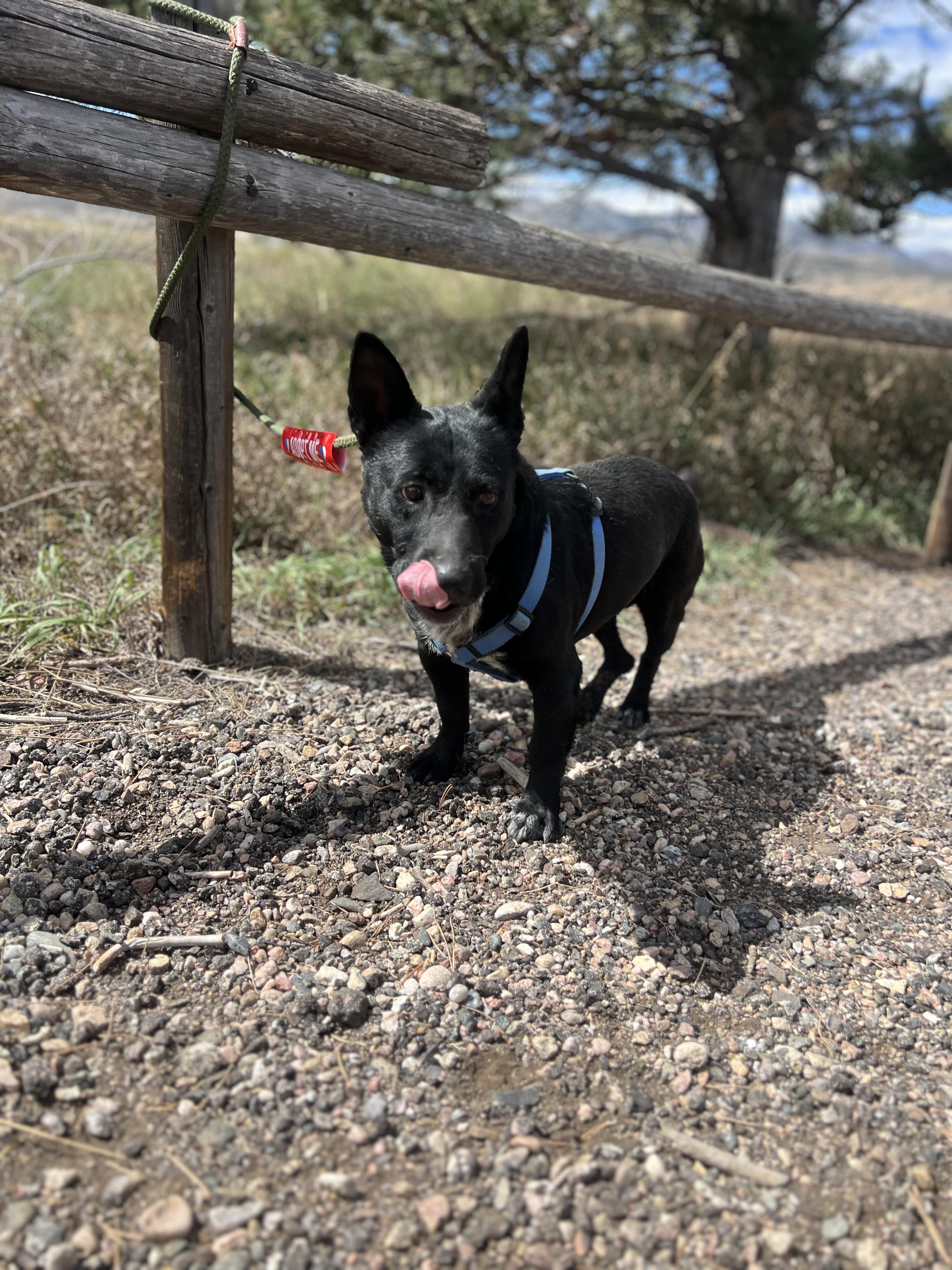 Enlarge Frank, a Adoptable mixed breed in Fort Collins, CO image 4/5