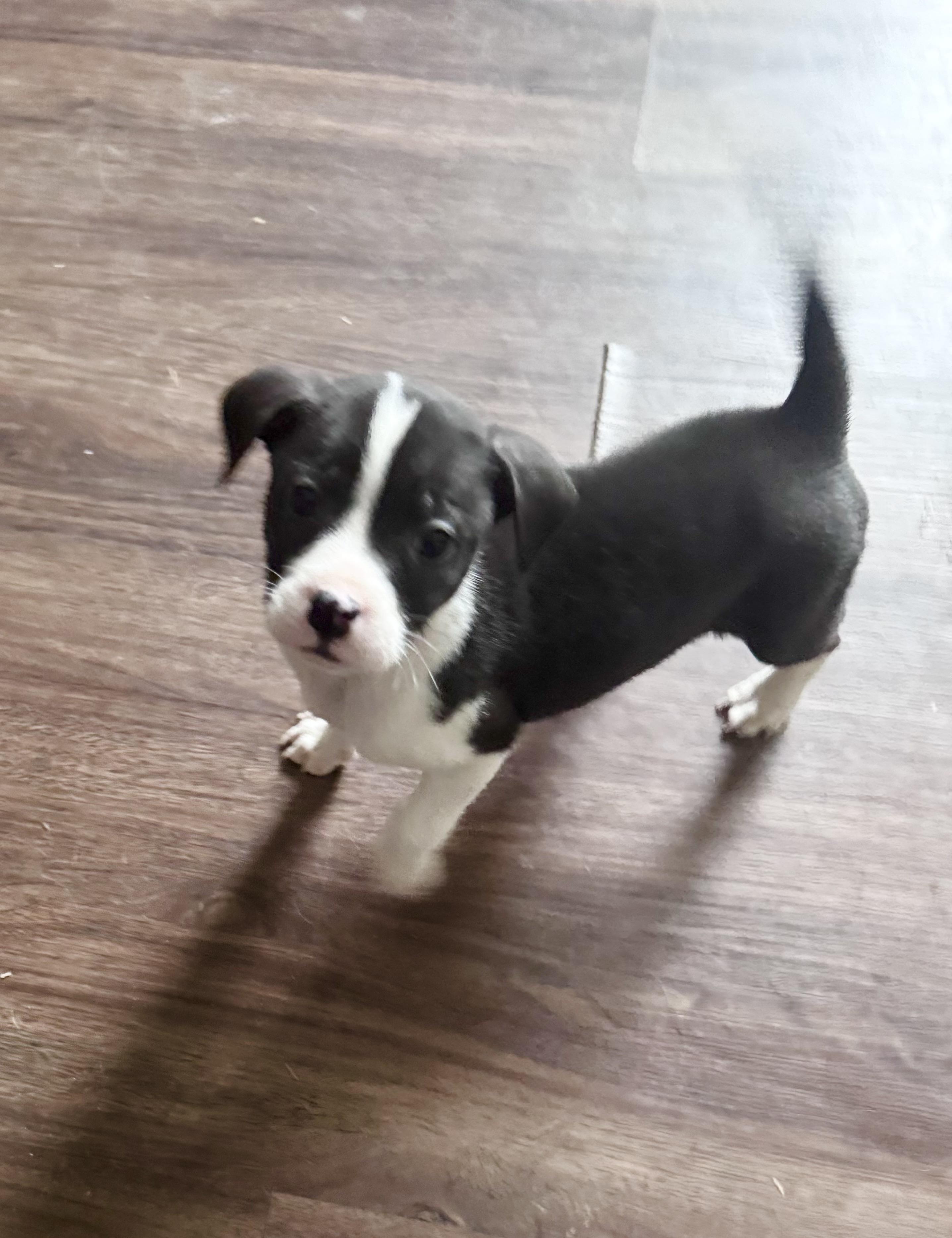 Bucky, Adopted, Puppy Male Terrier.