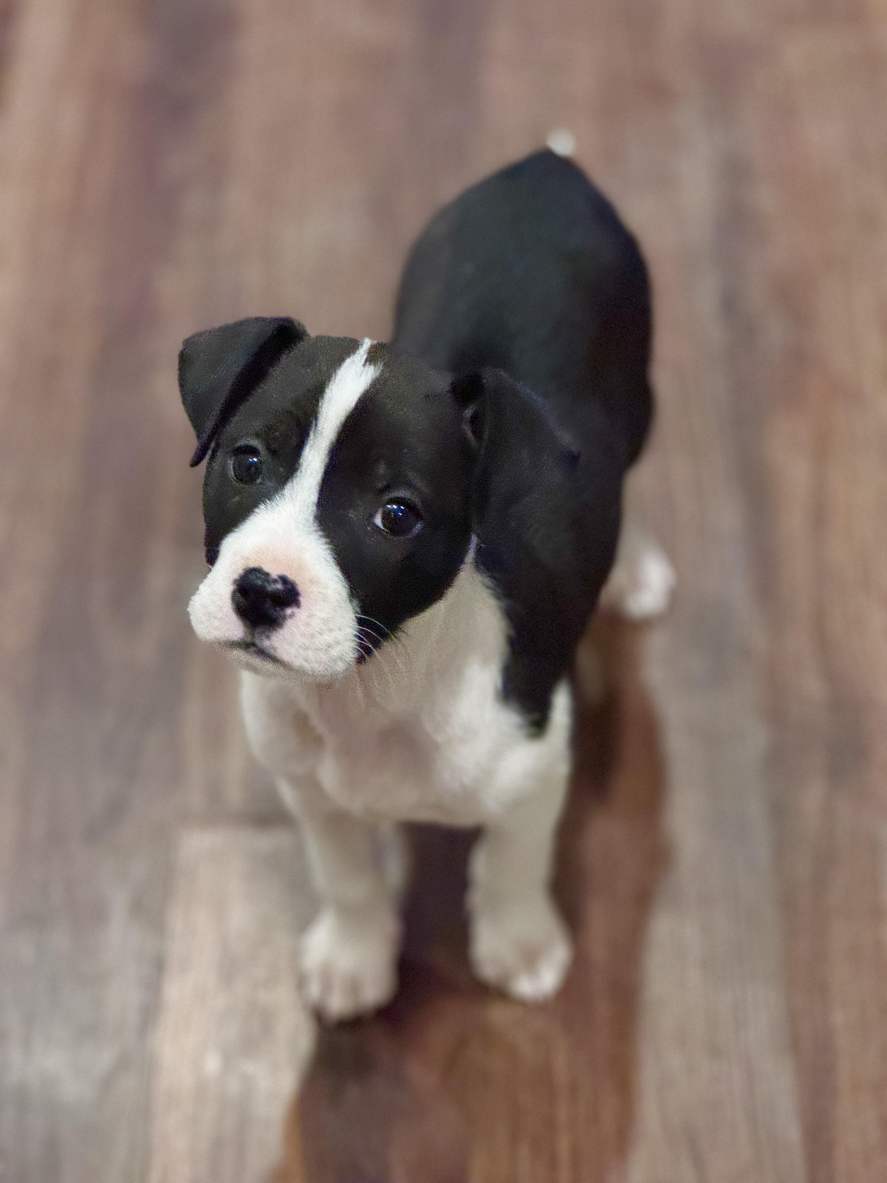 Enlarge Bucky, a Adopted mixed breed in Monroe, NC image 2/5