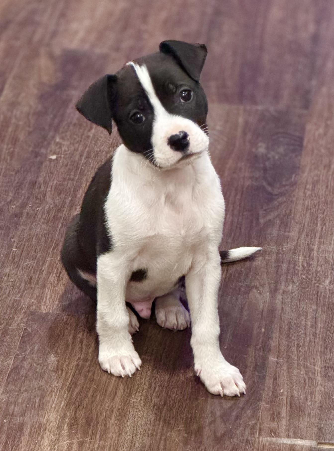 Enlarge Bucky, a Adopted mixed breed in Monroe, NC image 4/5