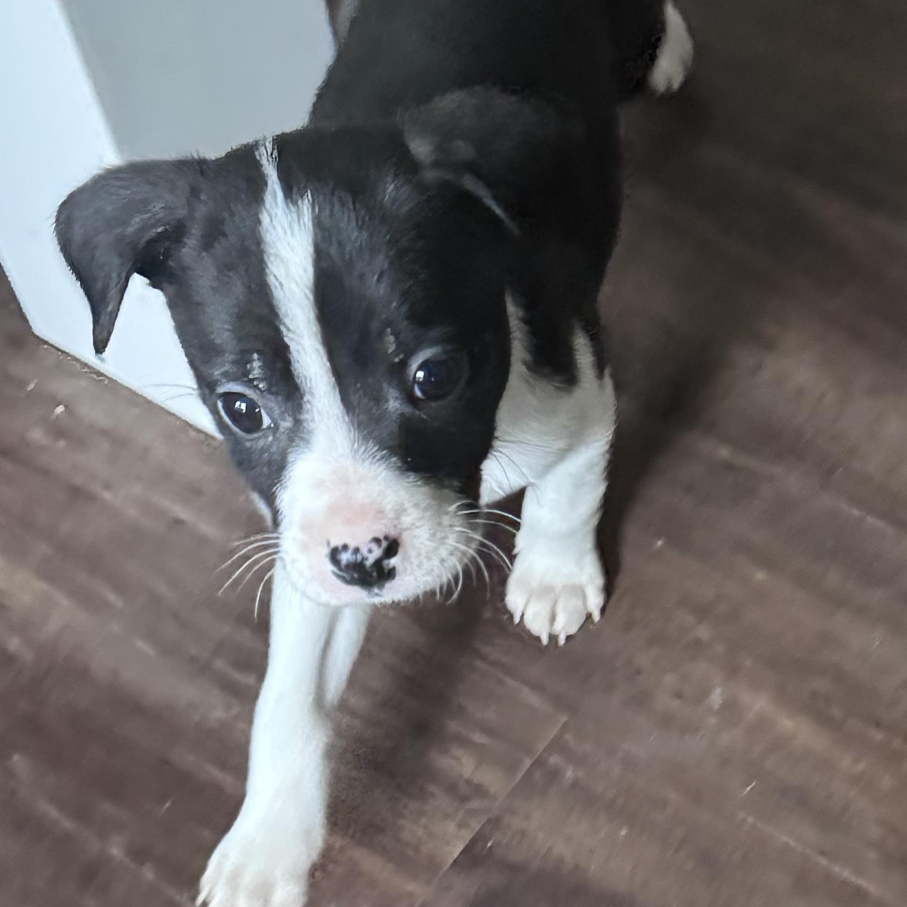 Enlarge Bucky, a Adopted mixed breed in Monroe, NC image 5/5