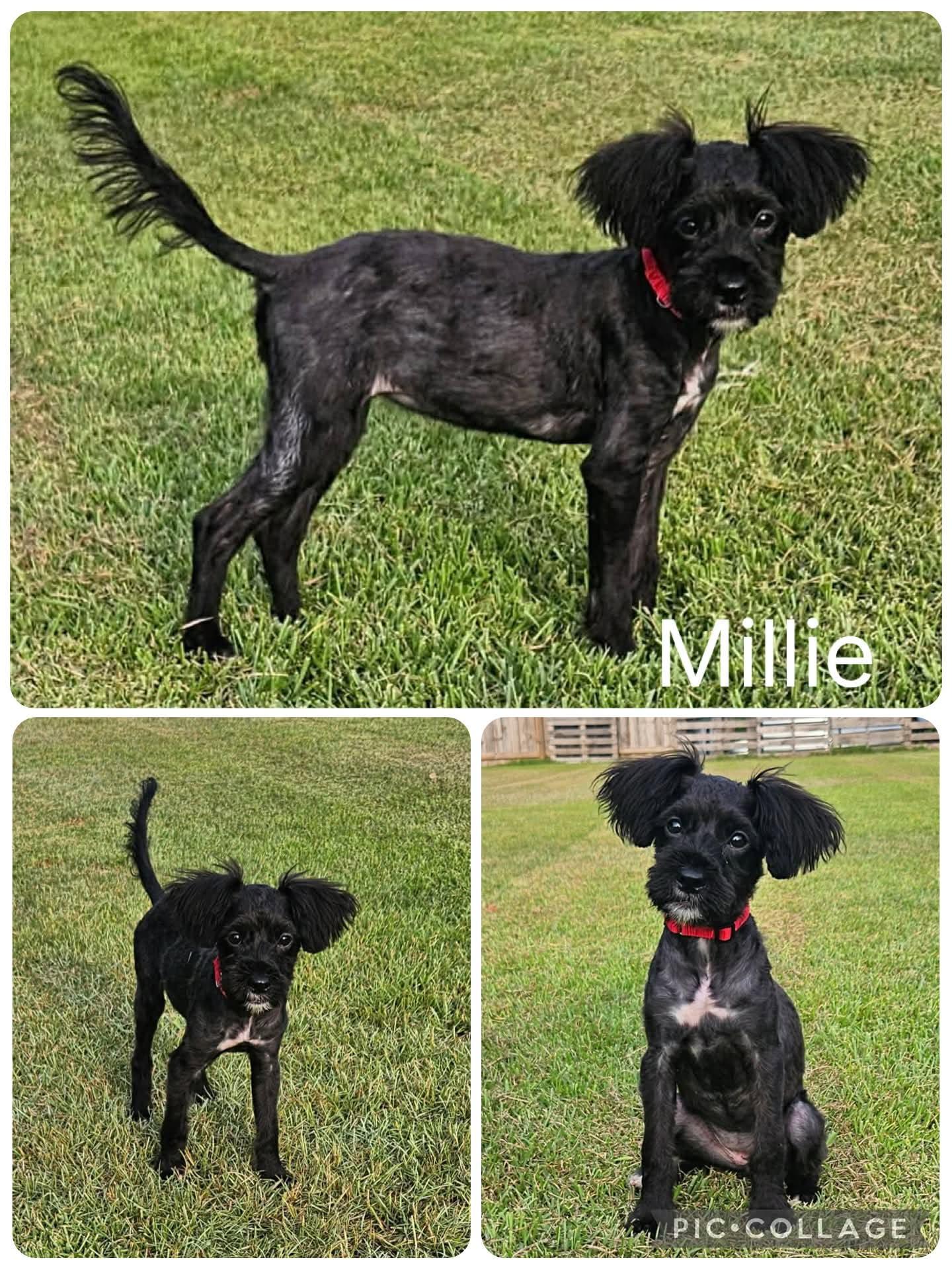 Millie, ADOPTABLE, Puppy Female Poodle.