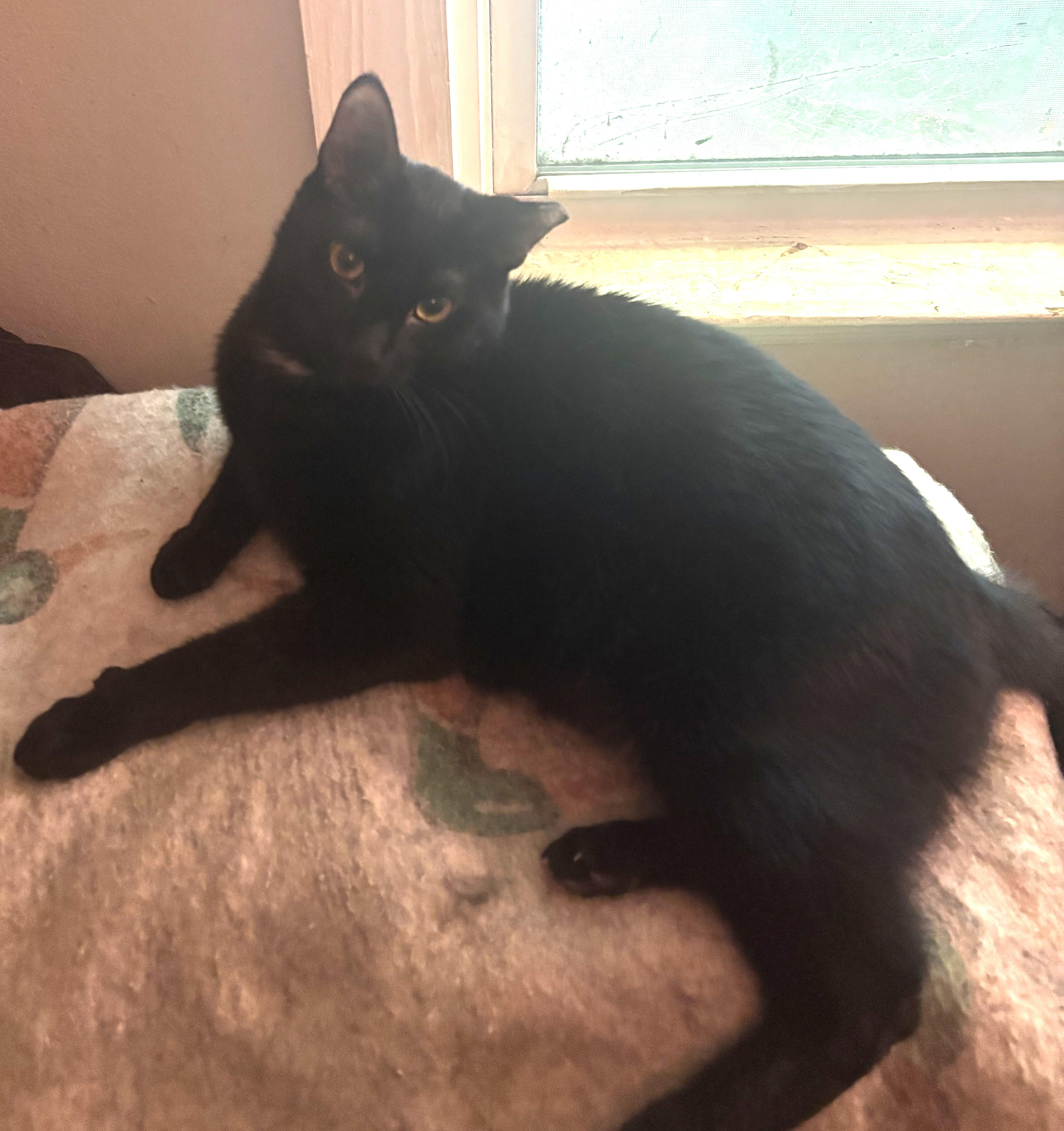 Liam, a Adoptable Domestic Short Hair in Charlotte, NC image 3/3