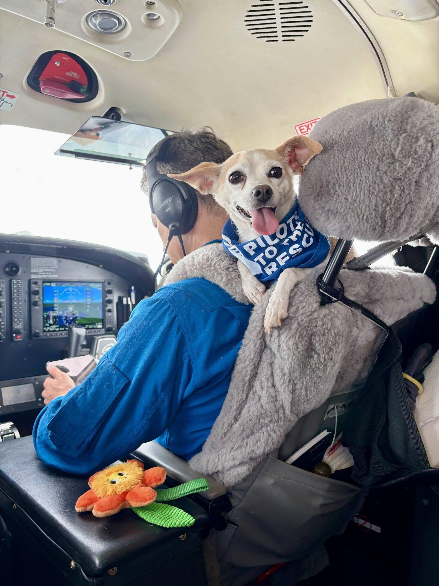 Lil Bit, Adoptable, Young Female Chihuahua.