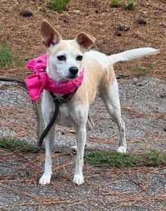 Lil Bit, Adoptable, Young Female Chihuahua.