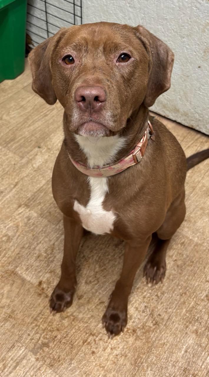 Enlarge Delilah, an adoptable mixed breed in Talbott, TN image 2/5