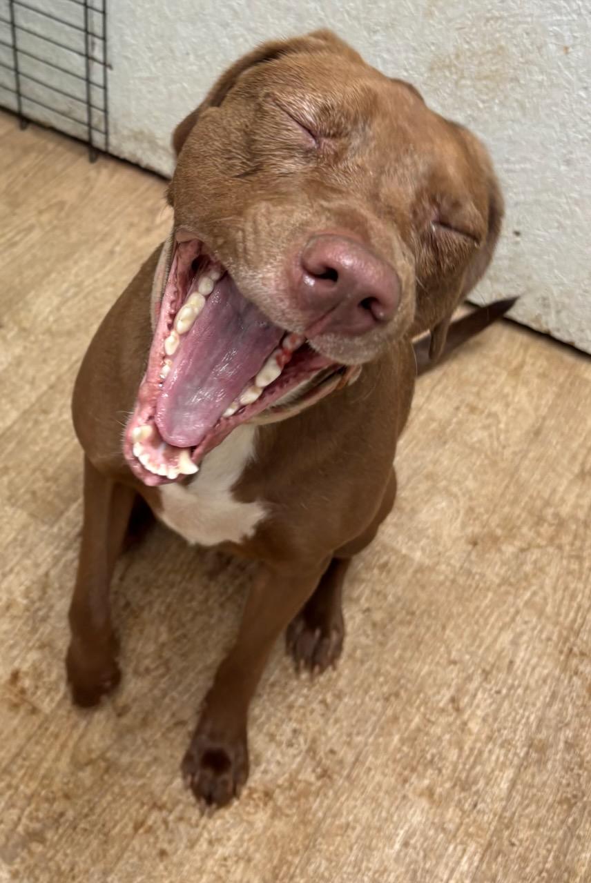 Enlarge Delilah, an adoptable mixed breed in Talbott, TN image 3/5