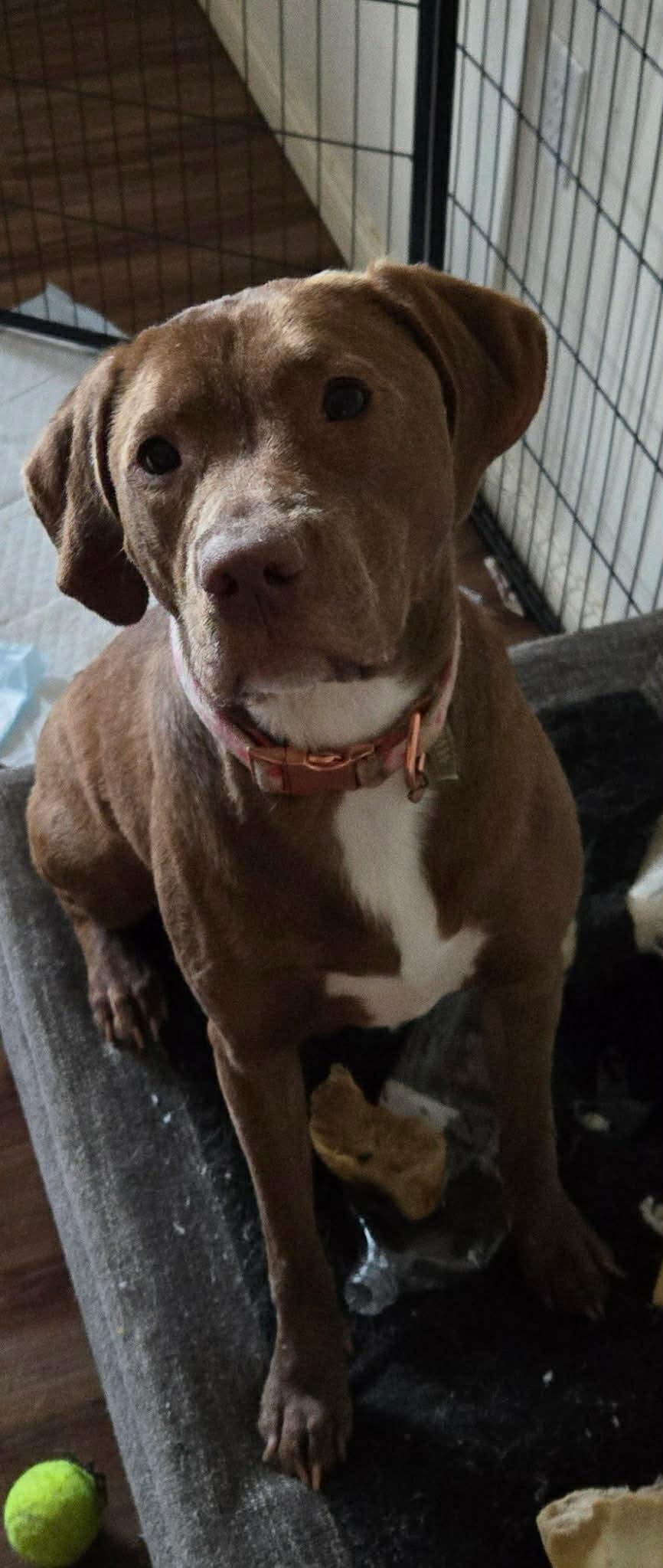 Enlarge Delilah, an adoptable mixed breed in Talbott, TN image 4/5