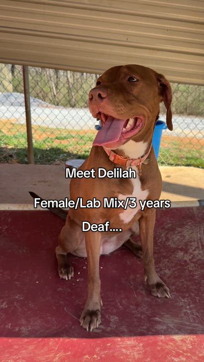 Enlarge Delilah, an adoptable mixed breed in Talbott, TN video 5/5