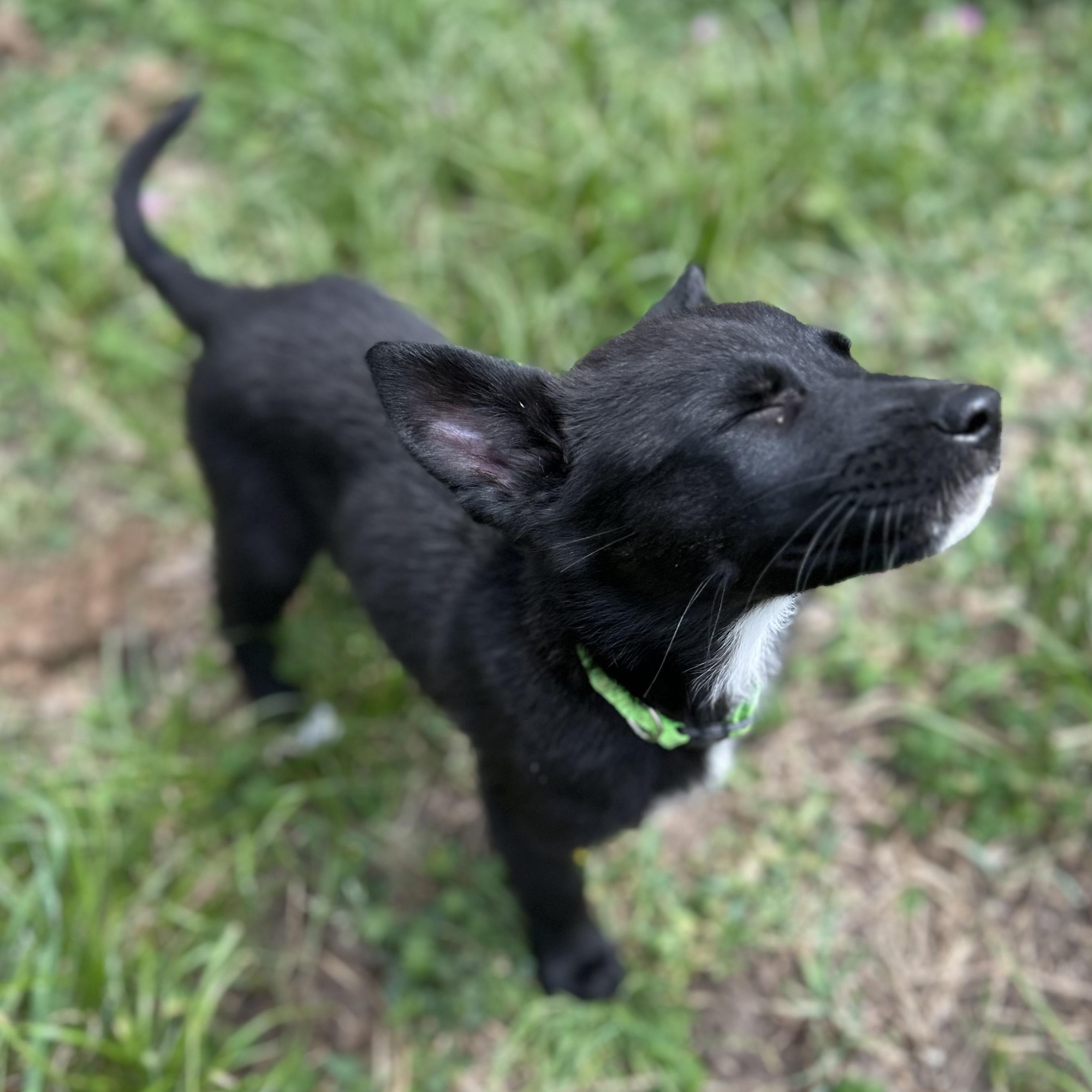 Enlarge Magz, a ADOPTABLE mixed breed in Houston, TX image 4/5
