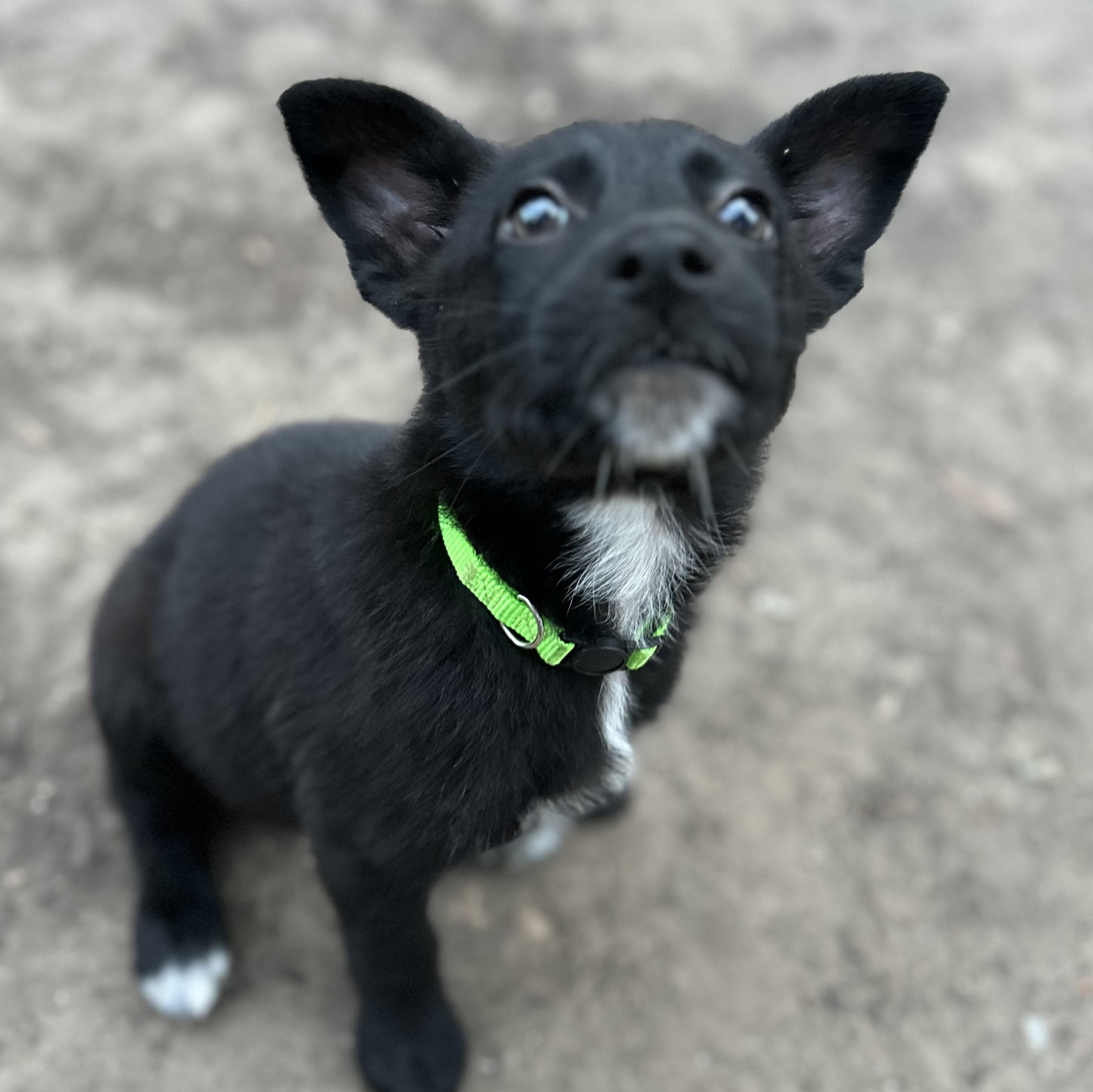 Enlarge Magz, a ADOPTABLE mixed breed in Houston, TX image 3/5