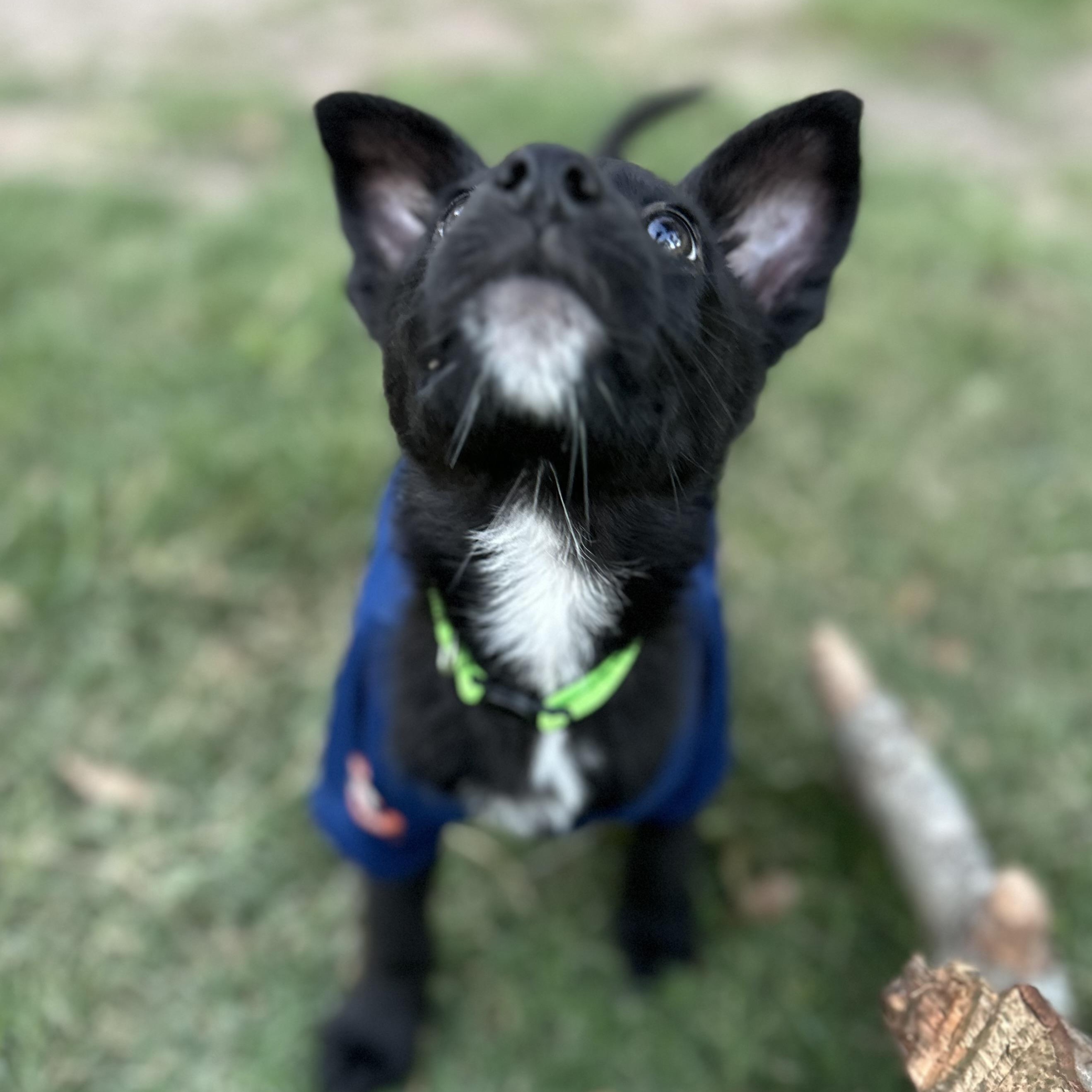 Enlarge Magz, a ADOPTABLE mixed breed in Houston, TX image 5/5