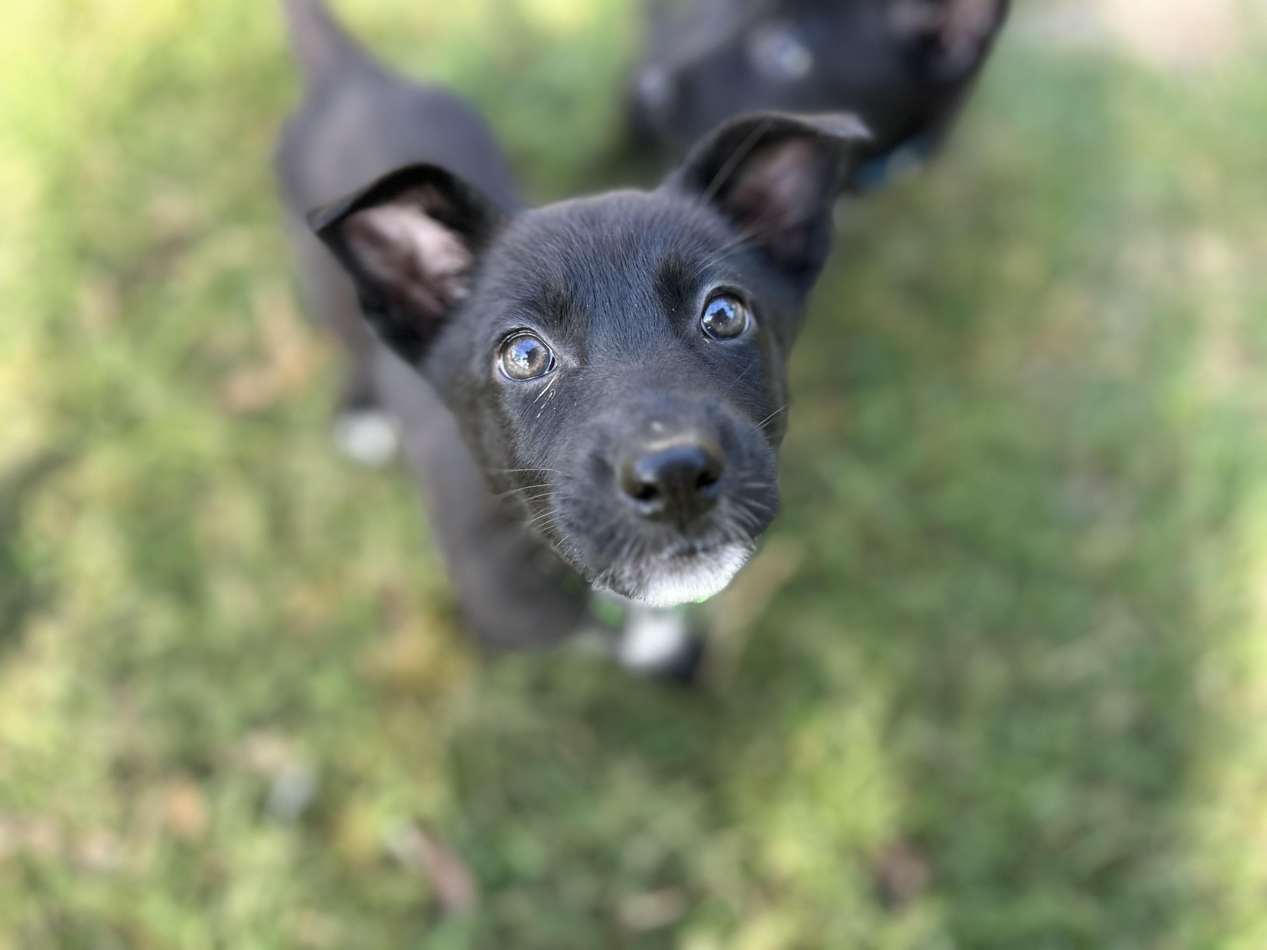 Enlarge Magz, a ADOPTABLE mixed breed in Houston, TX image 1/5