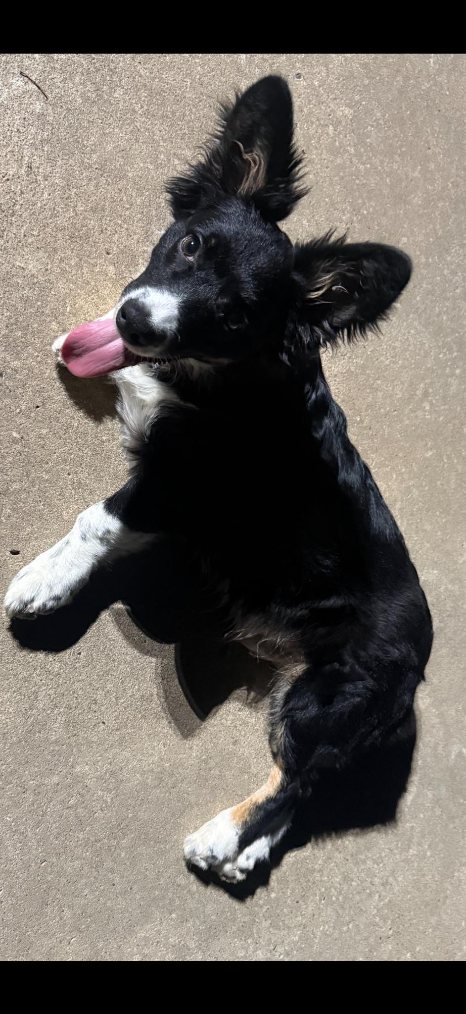 Milo, adopted, Puppy Male Corgi & Border Collie.