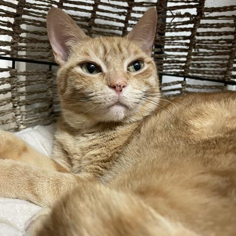 Enlarge Chesterfield, a Adoptable Domestic Short Hair in Houston, TX image 1/6