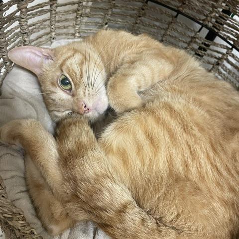 Enlarge Chesterfield, a Adoptable Domestic Short Hair in Houston, TX image 2/6