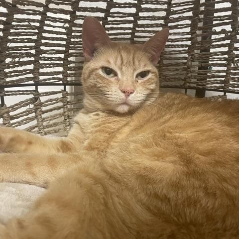 Enlarge Chesterfield, a Adoptable Domestic Short Hair in Houston, TX image 3/6