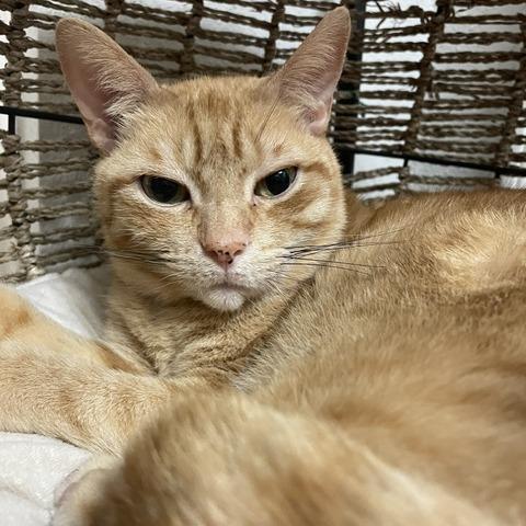 Enlarge Chesterfield, a Adoptable Domestic Short Hair in Houston, TX image 4/6