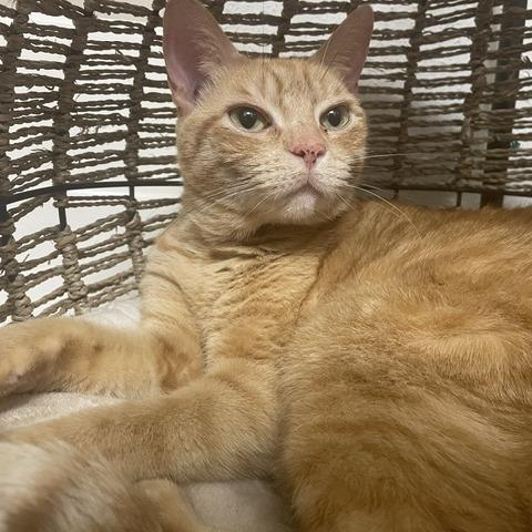 Enlarge Chesterfield, a Adoptable Domestic Short Hair in Houston, TX image 5/6