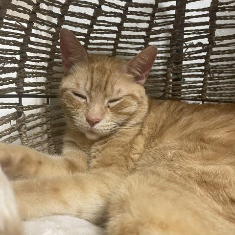 Enlarge Chesterfield, a Adoptable Domestic Short Hair in Houston, TX image 6/6