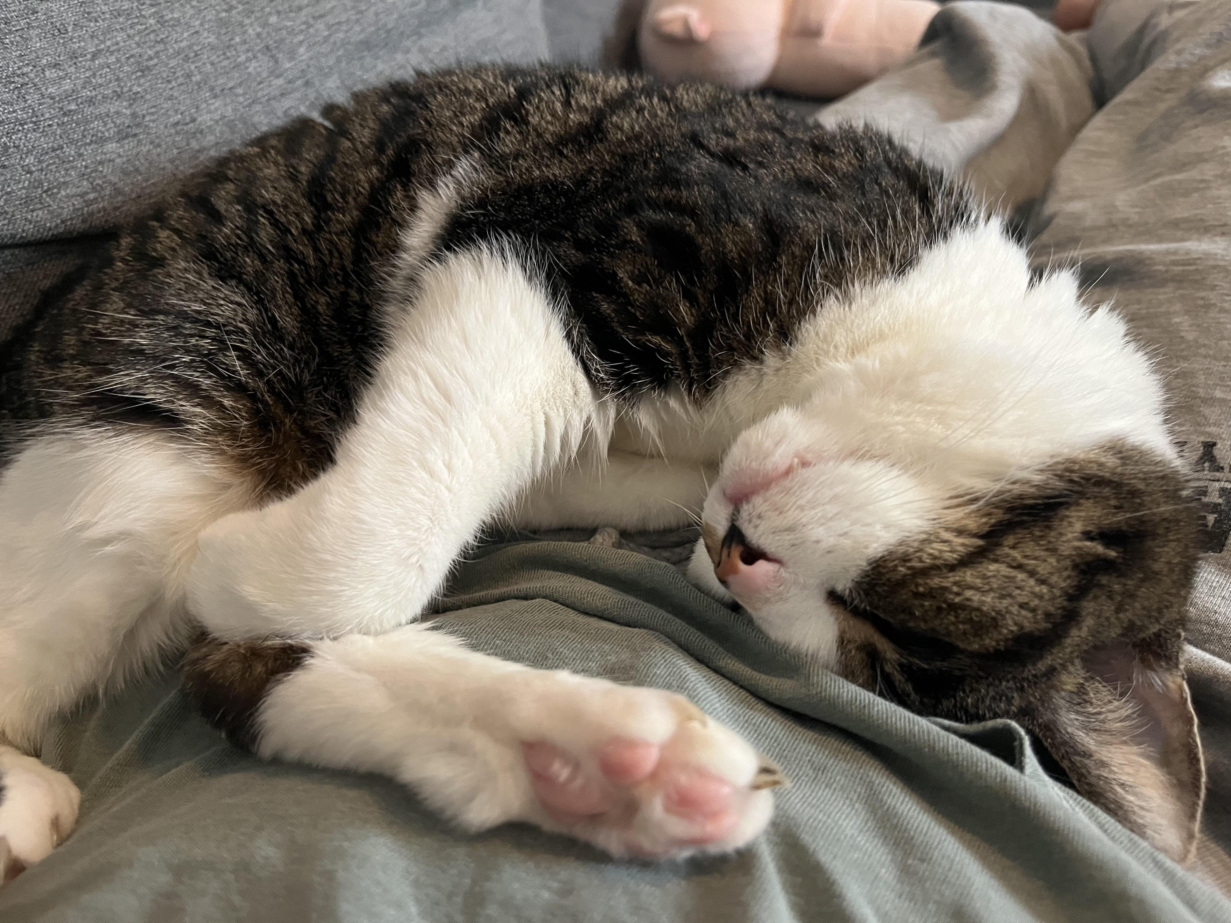Enlarge Lily, a Adoptable Domestic Short Hair in Burlington, VT image 1/6