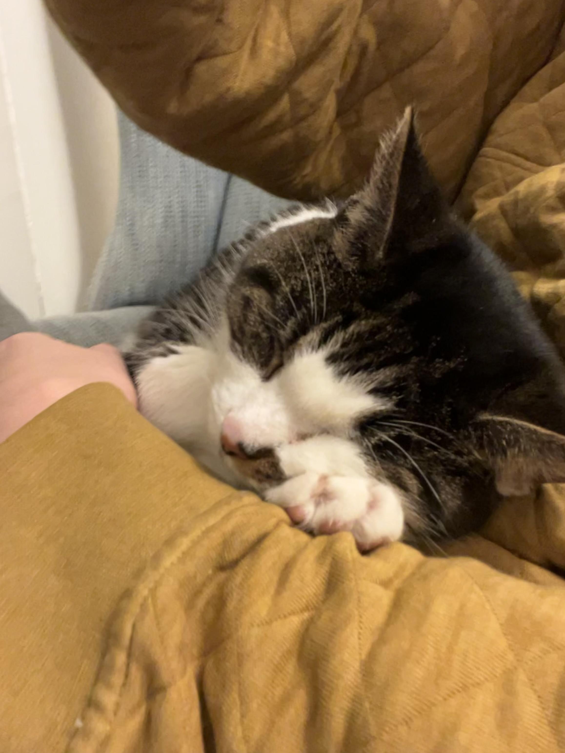 Enlarge Lily, a Adoptable Domestic Short Hair in Burlington, VT image 2/6