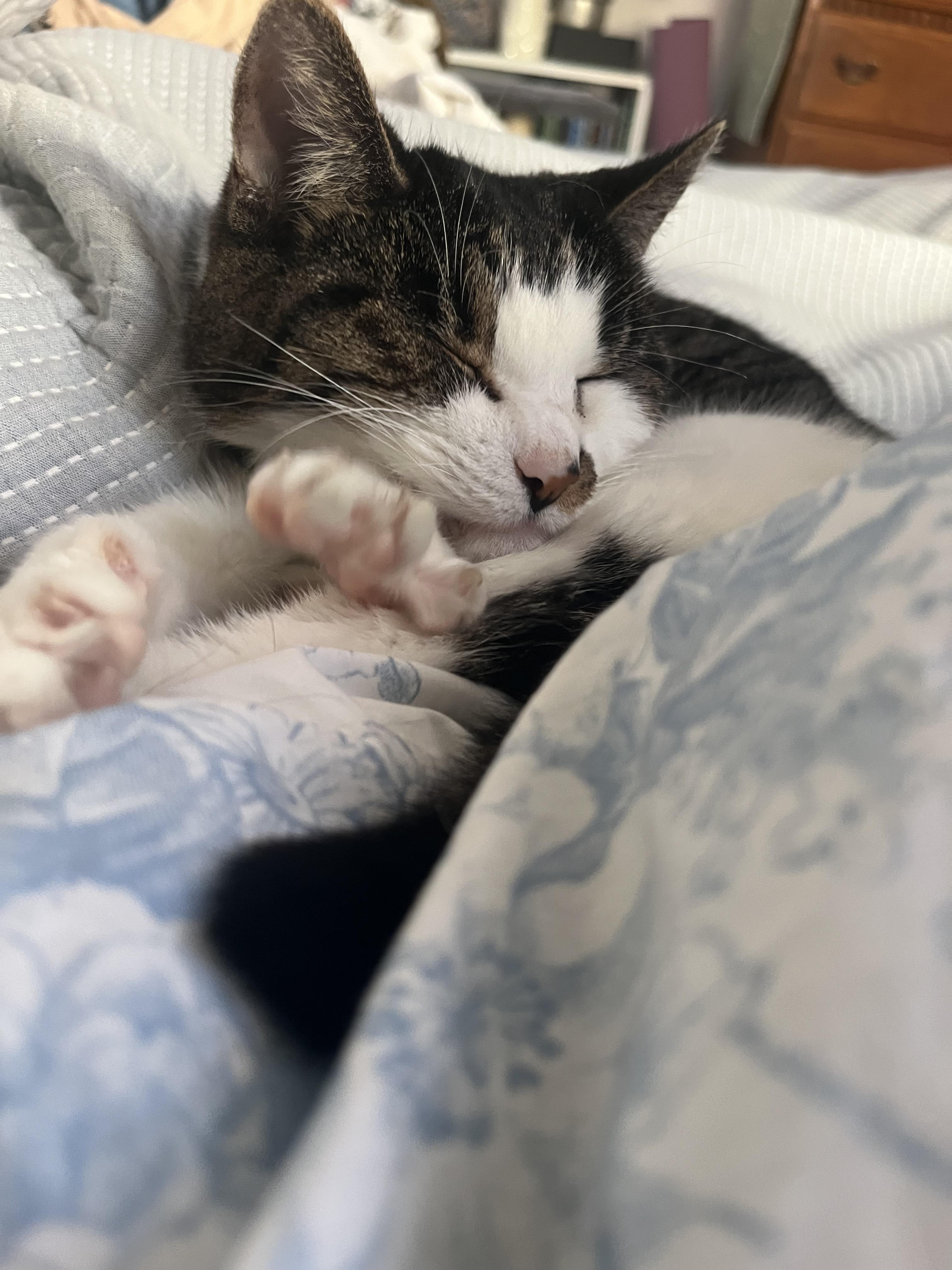 Enlarge Lily, a Adoptable Domestic Short Hair in Burlington, VT image 3/6