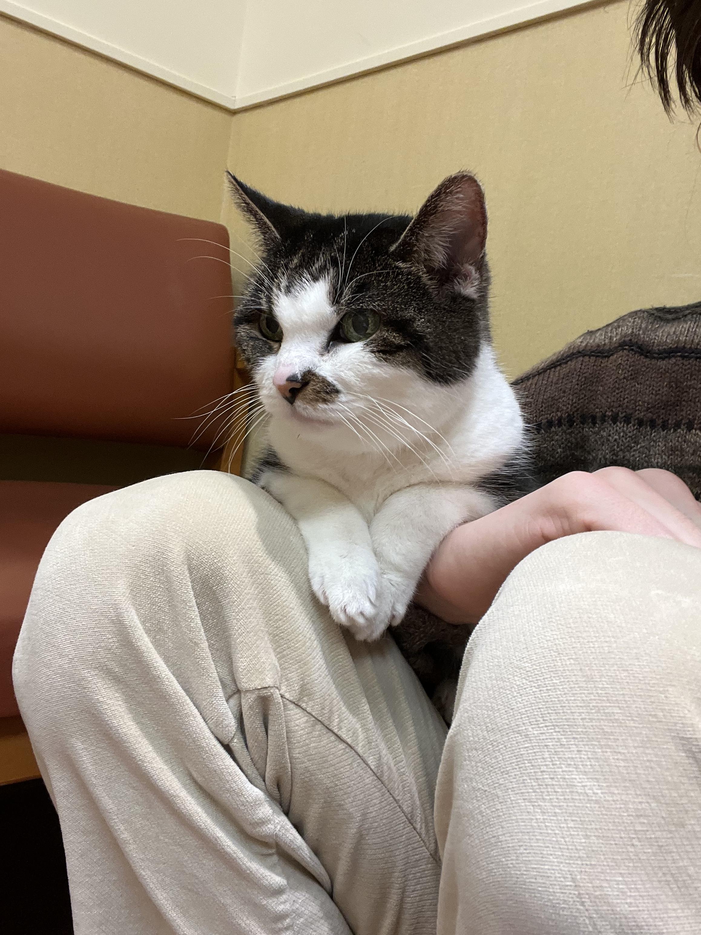 Enlarge Lily, a Adoptable Domestic Short Hair in Burlington, VT image 4/6