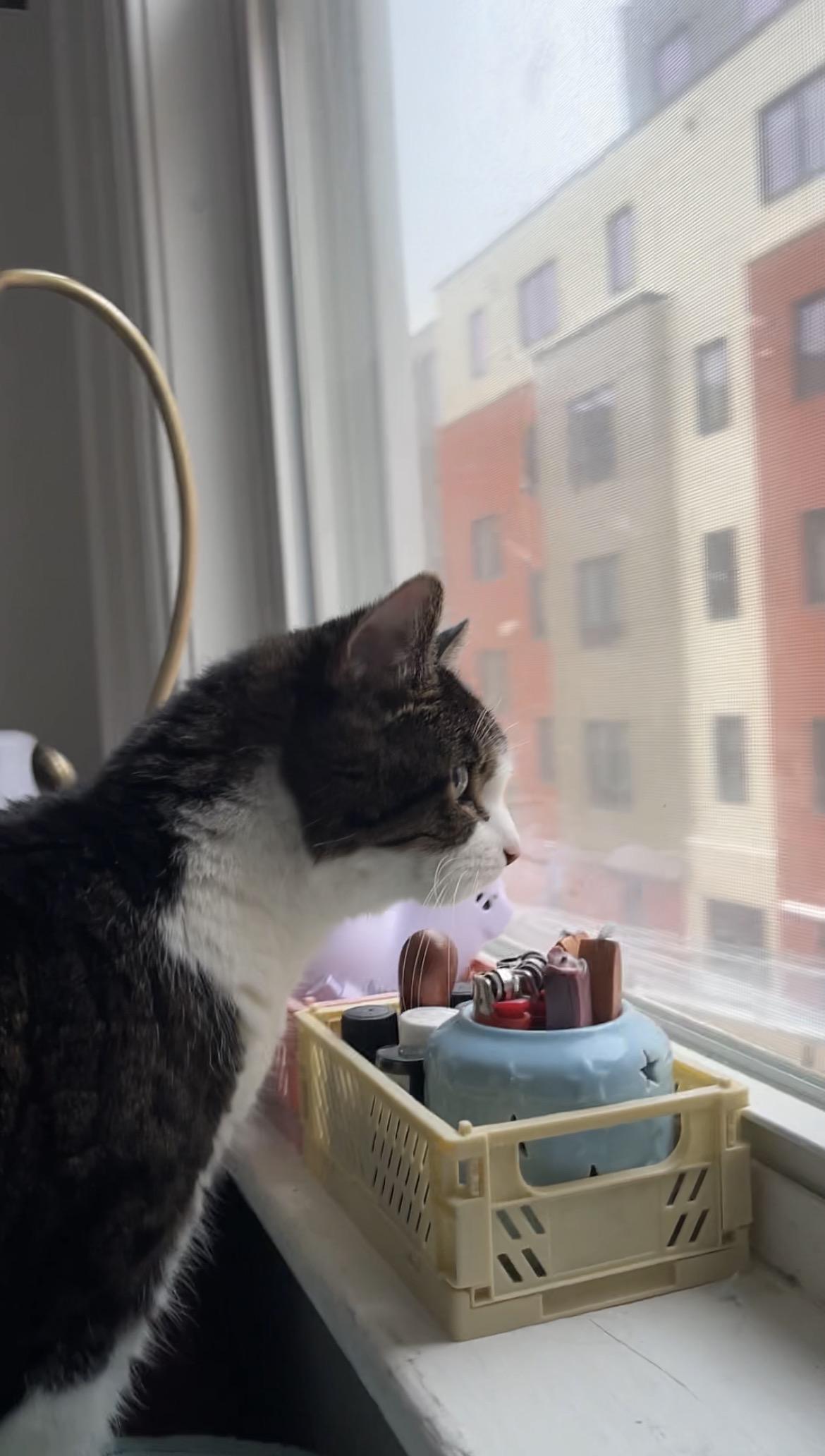 Enlarge Lily, a Adoptable Domestic Short Hair in Burlington, VT image 5/6