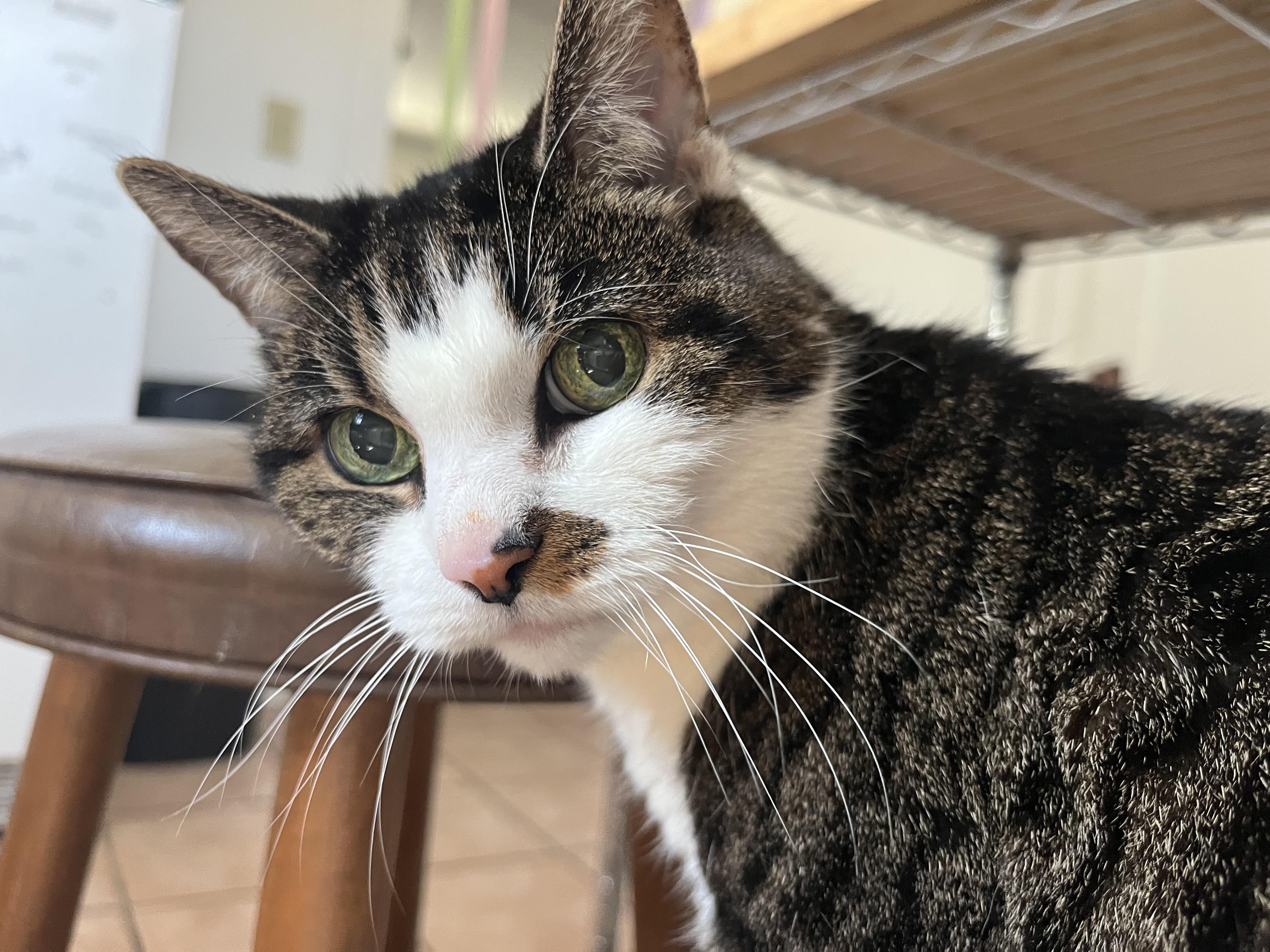 Enlarge Lily, a Adoptable Domestic Short Hair in Burlington, VT image 6/6
