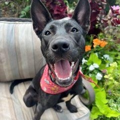 Enlarge Angel, a ADOPTABLE Mixed Breed in Schaumburg, IL image 2/6