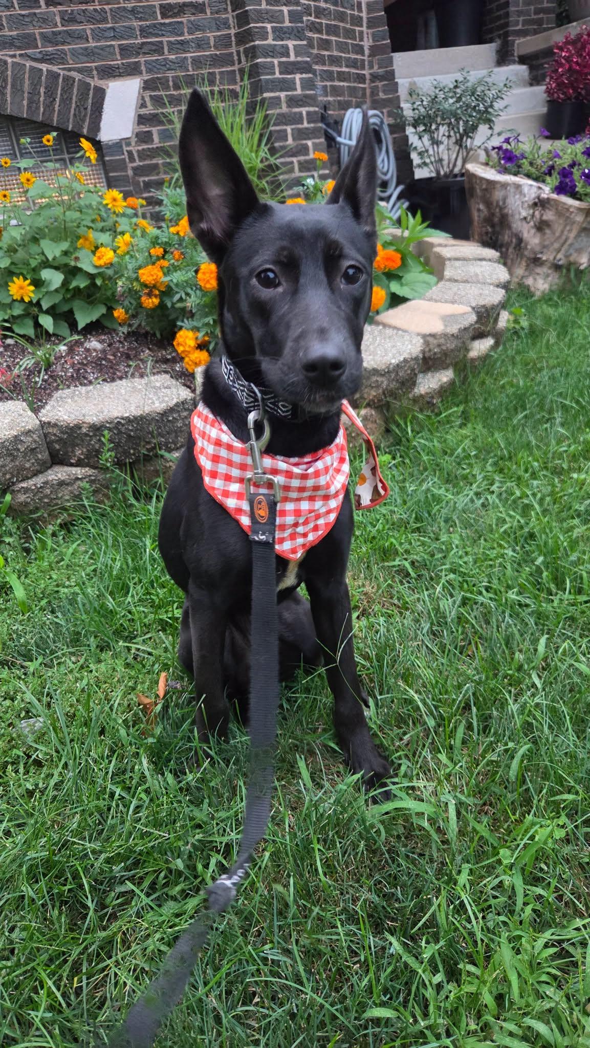 Enlarge Angel, a ADOPTABLE Mixed Breed in Schaumburg, IL image 6/6