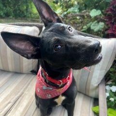 Enlarge Angel, a ADOPTABLE Mixed Breed in Schaumburg, IL image 3/6