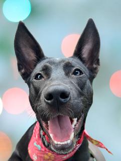 Angel, ADOPTABLE, Young Female Mixed Breed.