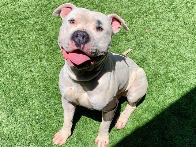 URGENT SAVE ME PLEASE Carlos A550737, adopted, Young Male Pit Bull Terrier.