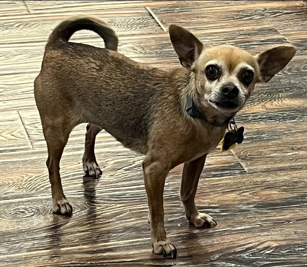 Emma, Adoptable, Senior Female Chihuahua.
