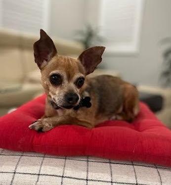Enlarge Emma, a Adoptable Chihuahua in Davis, CA image 1/3