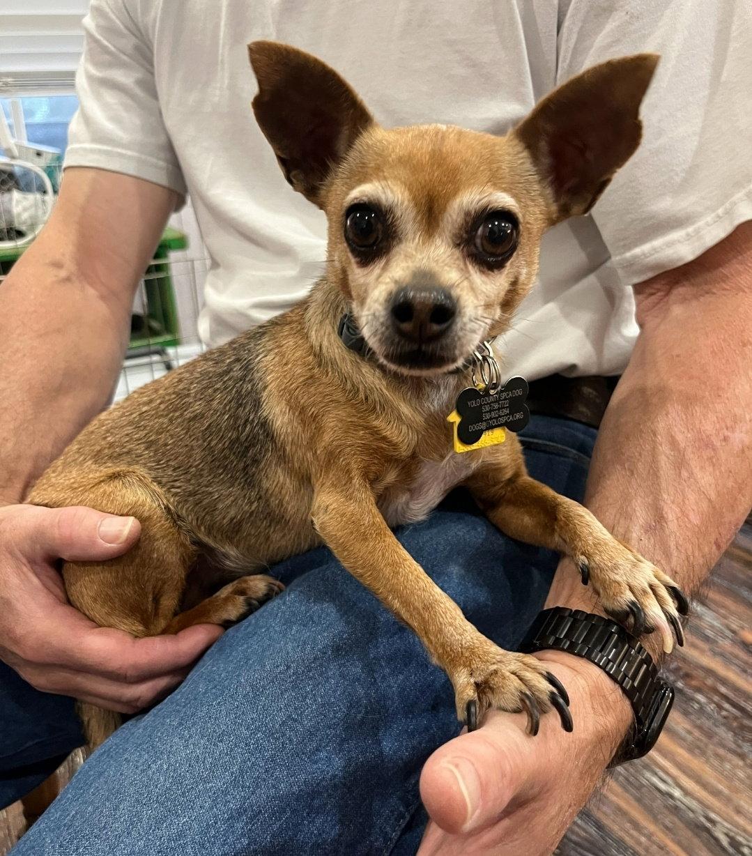Enlarge Emma, a Adoptable Chihuahua in Davis, CA image 2/3