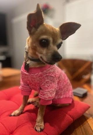 Enlarge Emma, a Adoptable Chihuahua in Davis, CA image 2/3