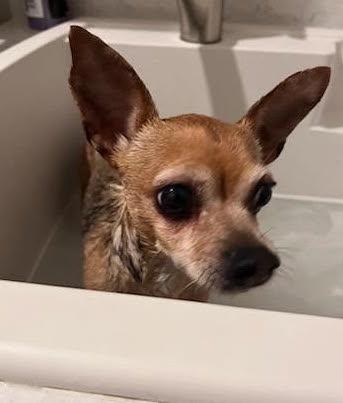 Enlarge Emma, a Adoptable Chihuahua in Davis, CA image 3/3